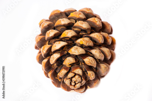  pine cone isolated on white background