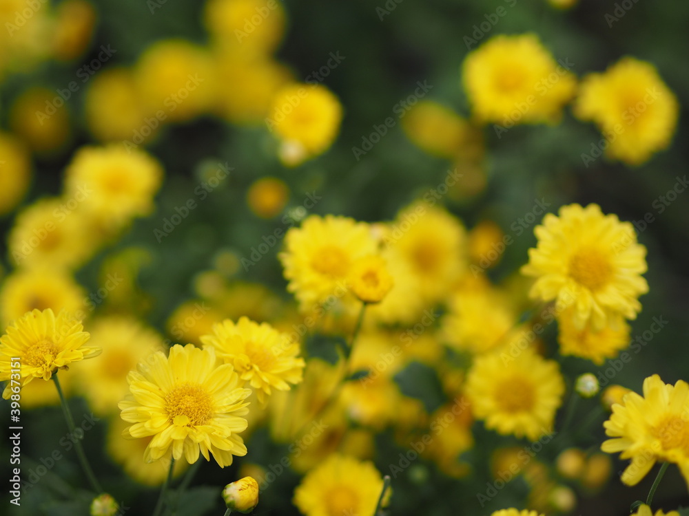 Chrysanthemum indicum Scientific name Dendranthema morifolium, Flavonoids,Closeup pollen of bush yellow flower blooming in garden on blurred of nature background Chrysanthemum indicum Scientific name Dendranthema morifolium, Flavonoids,Closeup pollen of bush yellow flower blooming in garden on blurred of nature background