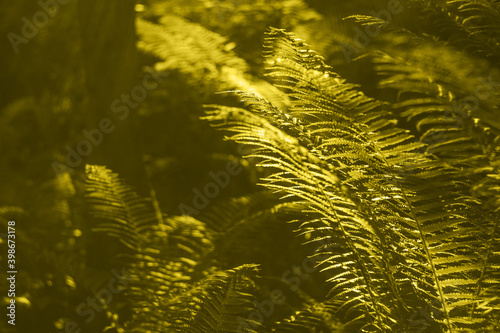Sunlight rays pour through fern leaves in a rainforest, copy space, natural background.