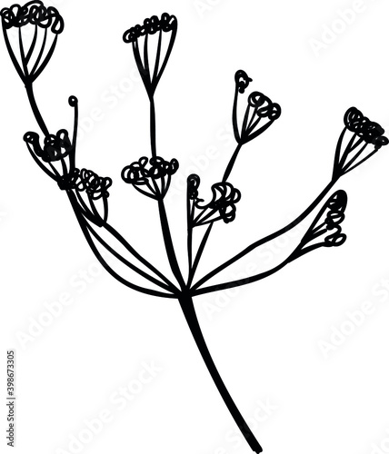 Fototapeta Naklejka Na Ścianę i Meble -  hand drawn botany, plant outlines