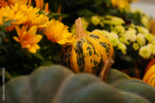 Diverse assortment of pumpkins . Autumn harvest.