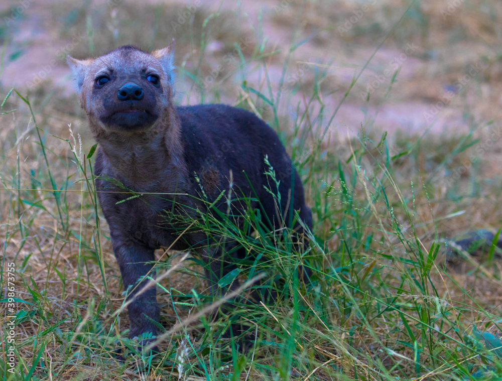 Portrait from a newborn hyaena in long grass in natural habitat. Scene at a game drive in National Park South Africa. Portrait from a newborn hyaena in long grass in natural habitat. Scene at a game drive in National Park South Africa.