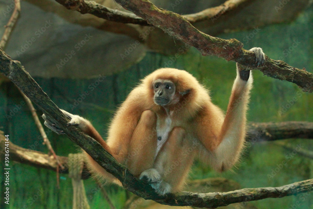 Obraz premium monkey clings to a branch