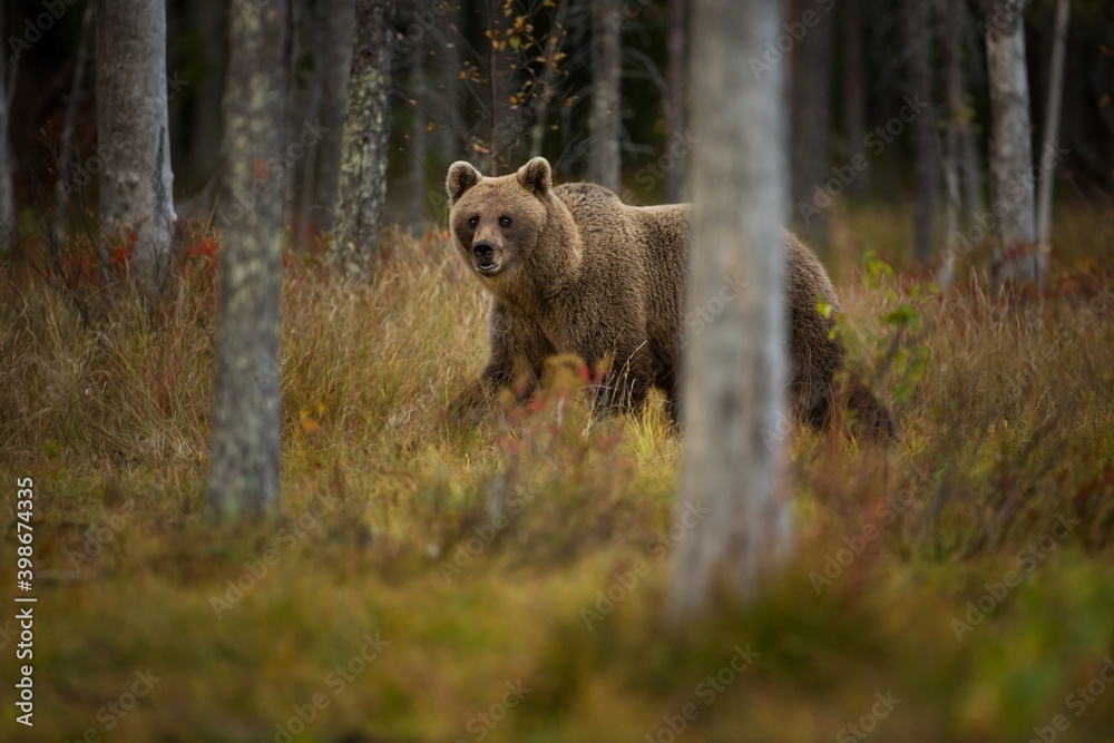 Ursus arctos. The brown bear is the largest predator in Europe. He lives in Europe, Asia and North America. Wildlife of Finland. Photographed in Finland-Karelia. Beautiful picture. From the life of th