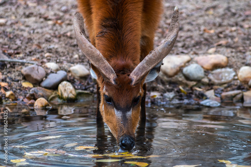 Sitatunga or marshbuck (Tragelaphus spekii) antelope drinking water from a river