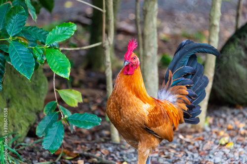Canvas Print Wild chicken roaming a farm in Oahu, Hawaii