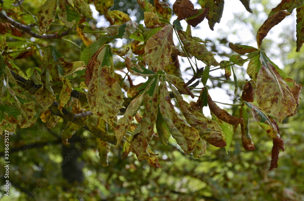 Leaves of the chestnut tree, infested by the chestnut mining moth Stock ...