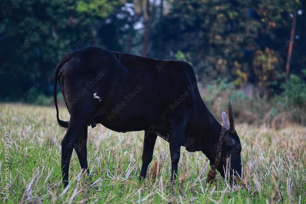 Fototapeta premium cow in the field