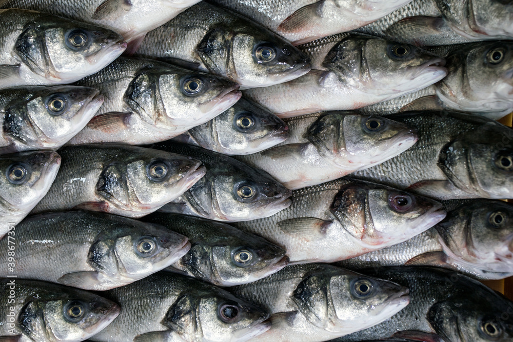 catch of the day to the fish market