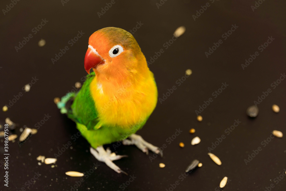 A lovebird parrot stands on a grain, on a black background.