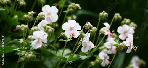 Panorama of the blossoming geranium. White flowers, green leaves and not opened buds against a dark background.