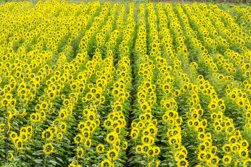 Sunflower field nature scene background