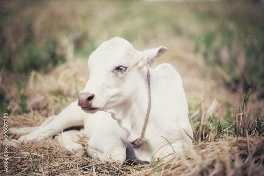 A small calf is lying on the grass. State Of Goa. India A small calf is lying on the grass. State Of Goa. India