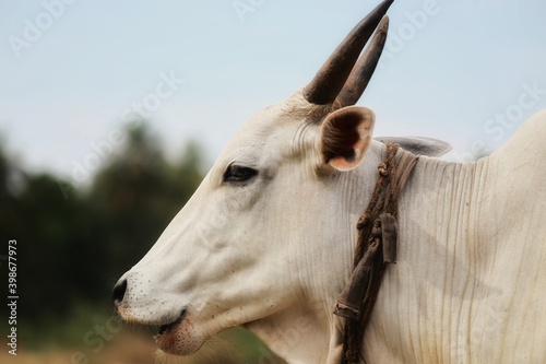 Portrait of a white cow with horns close-up