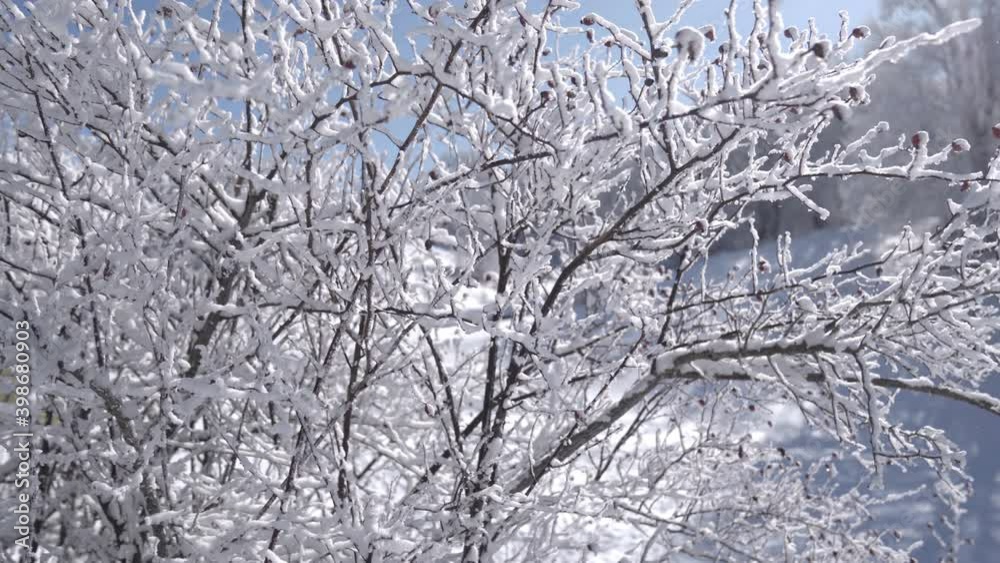 Snow winter forest. Fresh cold morning at a winter forest. Snow Winter Background. Snow winter forest. Fresh cold morning at a winter forest. Snow Winter Background.