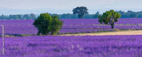 Lavender  lavandin  fields  Valensole Plateau  Alpes Haute Provence  Provence  France  Europe