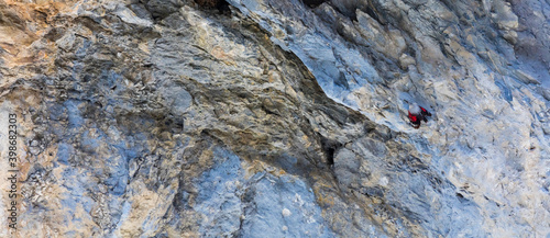Wallcreeper (Tichodroma muraria)