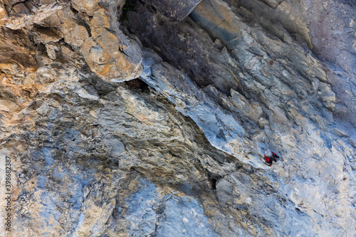 Wallcreeper (Tichodroma muraria)