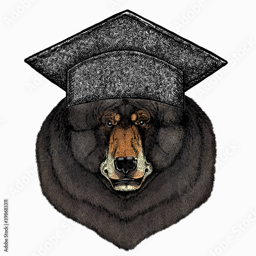 Bear wild animal face. Square academic cap, graduate cap, cap, mortarboard. Grizzly cute brown bear head portrait.