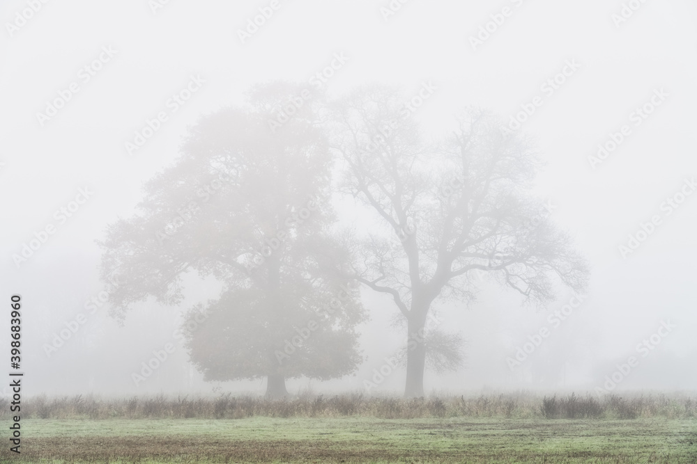 Fototapeta premium Lone tree with morning fog