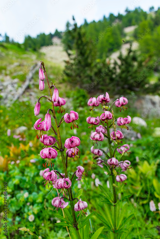Martagon Lily (Lilium martagon) Col de la Cayolle, Ubaye Valley, Vallée de l'Ubaye, Alpes Haute Provence, Provence, France, Europe