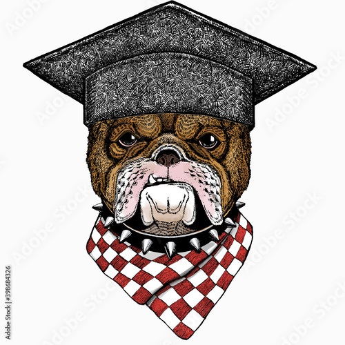 Bulldog portrait. Square academic cap, graduate cap, cap, mortarboard. Dog head. Animal face.