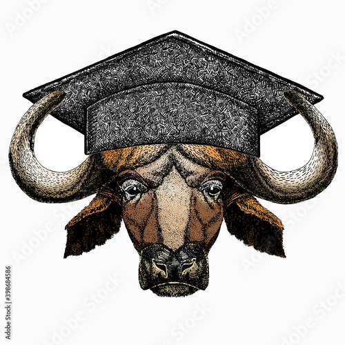 Buffalo Bison mascot head. Square academic cap, graduate cap, cap, mortarboard. Animal portrait.