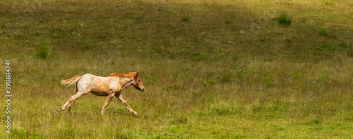 Light coloured foal running on a field in Bucegi National park, Romania