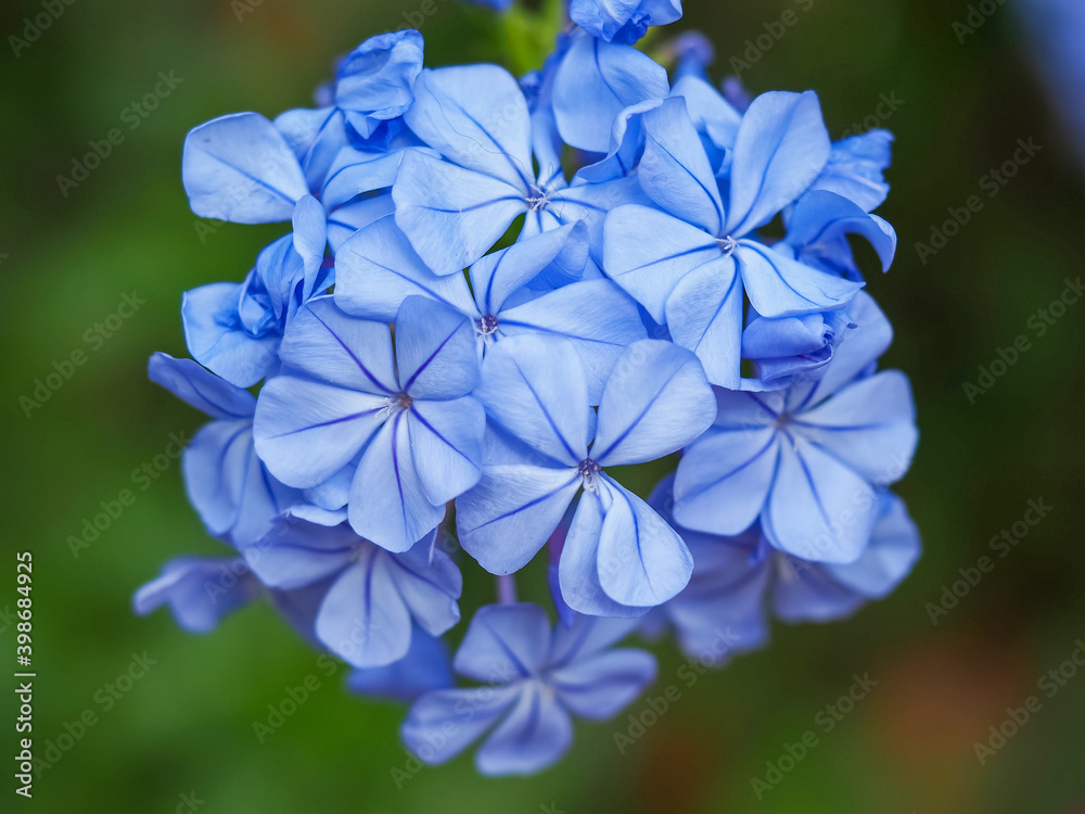 Closeup of a cluster of little blue flowers of the Cape plumbago or Cape leadwort, Plumbago auriculata Closeup of a cluster of little blue flowers of the Cape plumbago or Cape leadwort, Plumbago auriculata