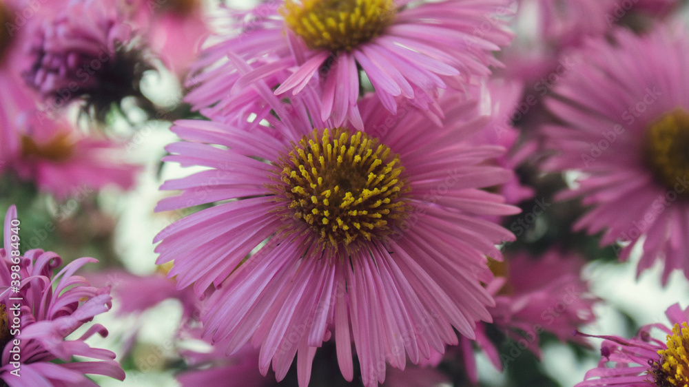 Beautiful pink chrysanthemum flowers close up.
Beautiful pink chrysanthemum flowers close up.