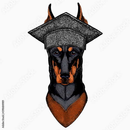 Doberman portrait in a captain cap with sunglasses. Square academic cap, graduate cap, cap, mortarboard. Vector illustration.