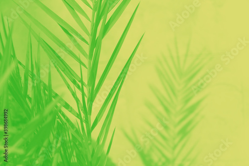 Green palm leaves and their shadow on yellow background  copy space