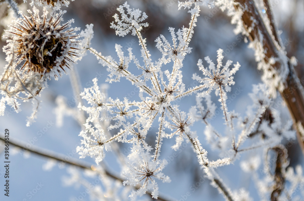 Hoar frost covered angelica. White angelica. Frozen plant in the field. Inflorescence umbrella. Snow white plant. Snowflakes. Winter patterns. Icicles. Snow crystals.