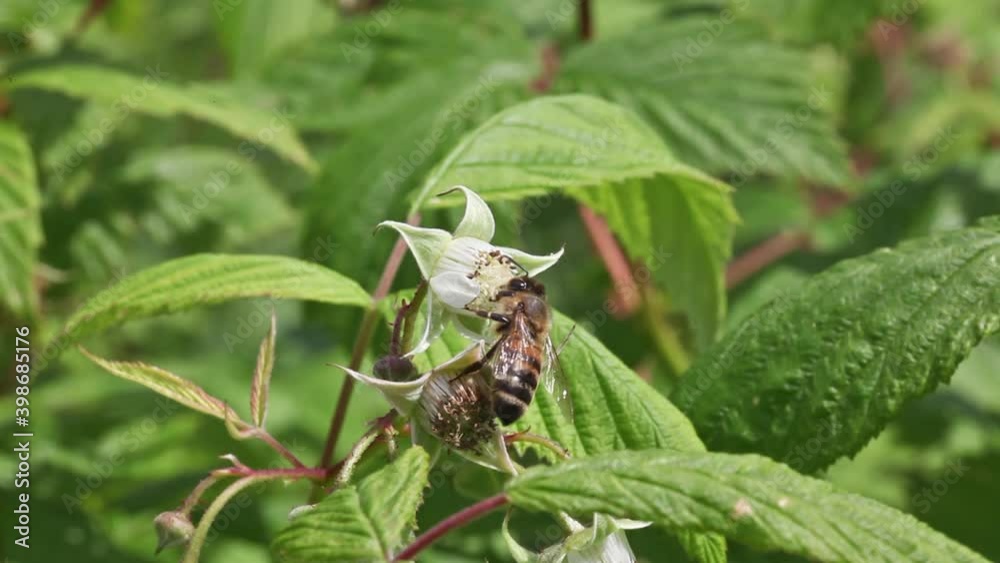 Abeille à miel butinant le nectar d'une fleur de framboisier