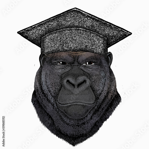 Gorilla head. Square academic cap, graduate cap, cap, mortarboard. Vector illustration. Wild animal portrait.