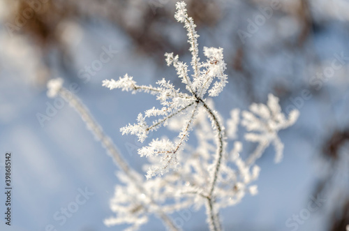 Hoar frost covered angelica. White angelica. Frozen plant in the field. Inflorescence umbrella. Snow white plant. Snowflakes. Winter patterns. Icicles. Snow crystals.