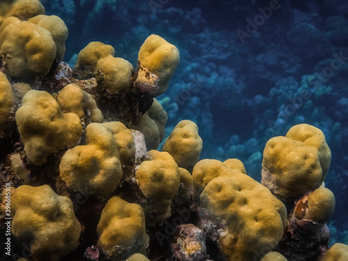 yellow spherical corals in the red sea detail