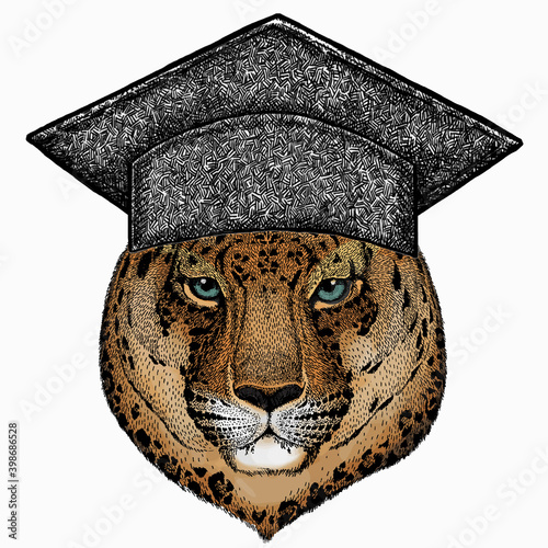 Leopard head. Wild cat. Square academic cap, graduate cap, cap, mortarboard. Animal for african safari logo emblem.