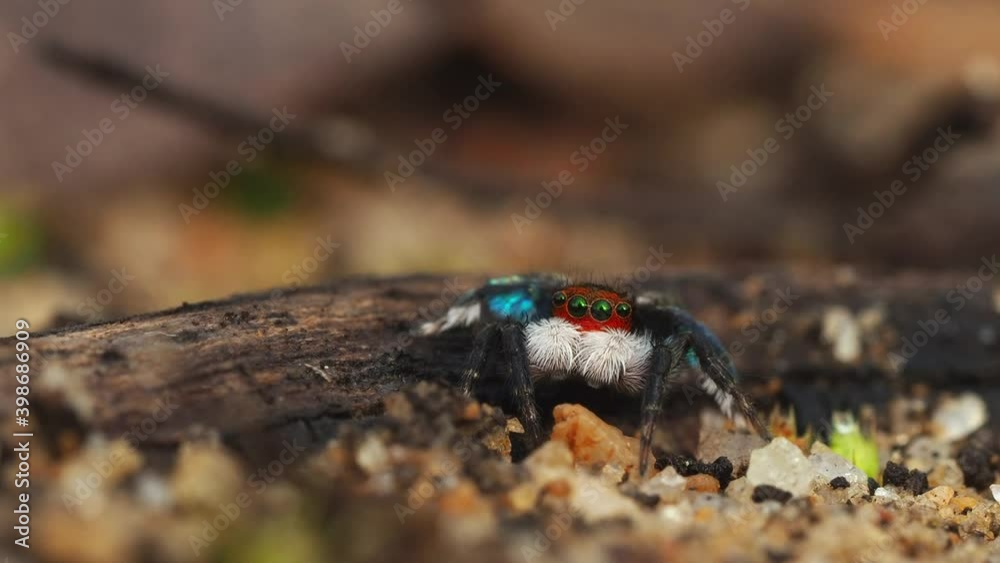 Red-faced jumping spider in natural habitat. Static, macro close-up Red-faced jumping spider in natural habitat. Static, macro close-up