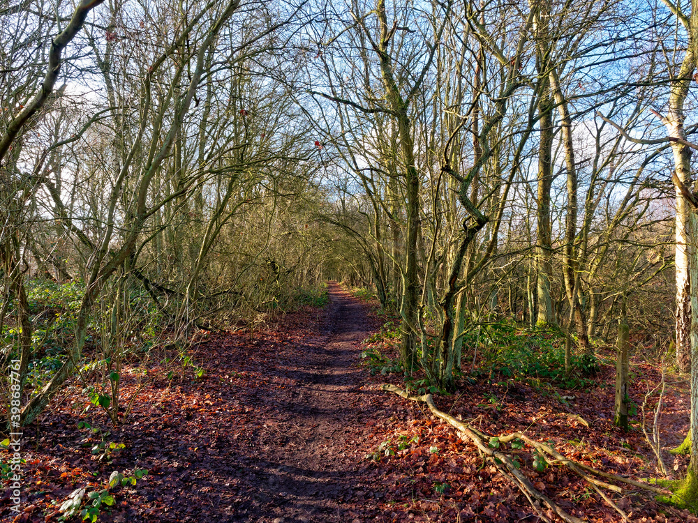A muddy footpath littered with fallen leaves between tall bare trees