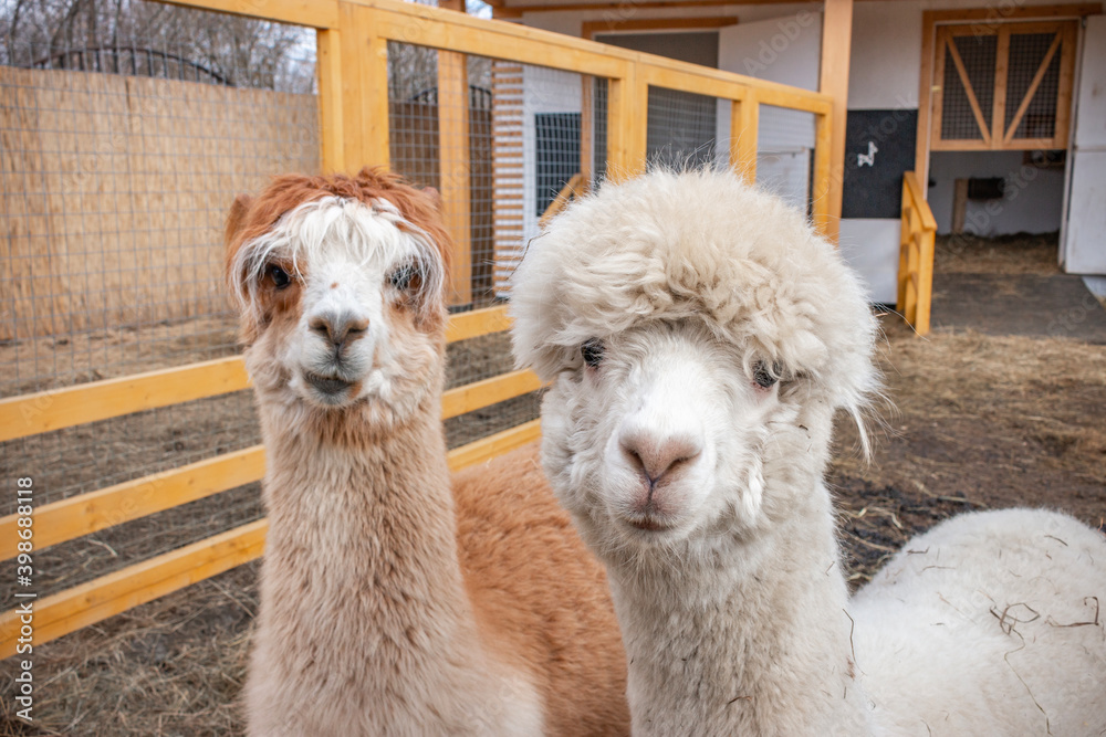 Obraz premium Two alpaca facing the camera