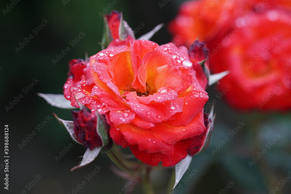 Obraz premium roses, flowers