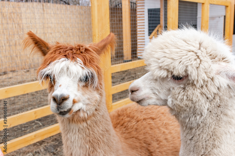 Two alpaca facing the camera