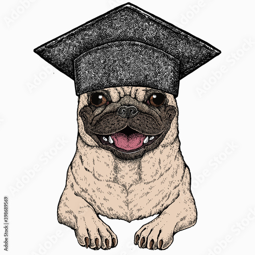 Vector pug, dog portrait. Square academic cap, graduate cap, cap, mortarboard. Animal head, face.