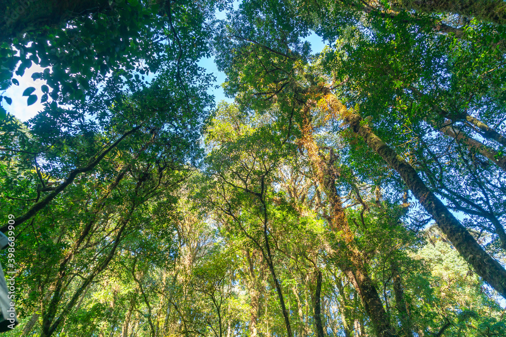 Fototapeta premium Forest trees. nature green wood sunlight