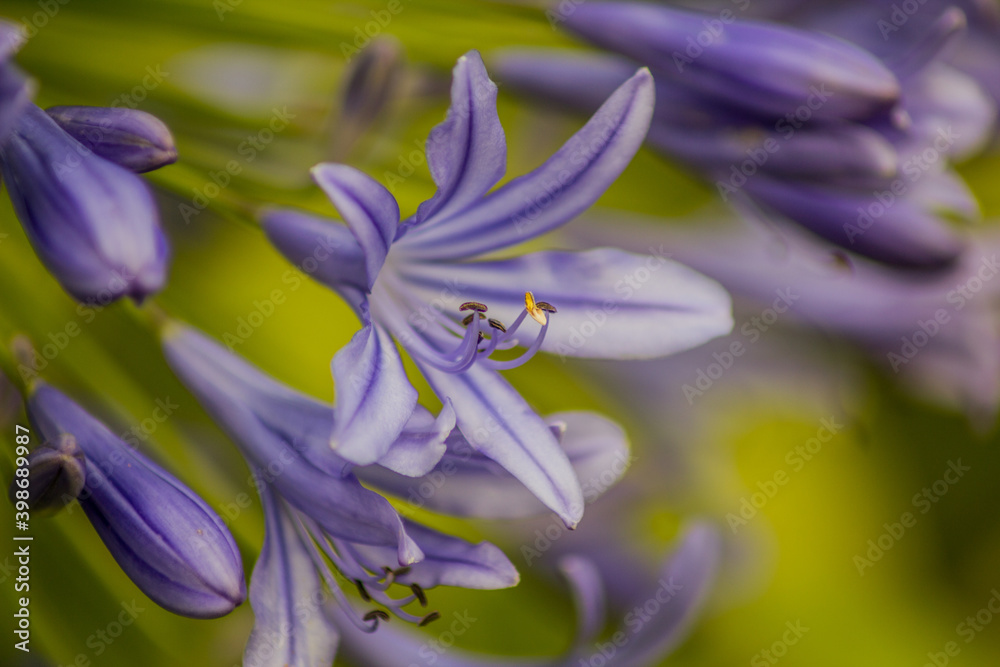 Blaue Schmucklilie - Agapanthus Blaue Schmucklilie - Agapanthus