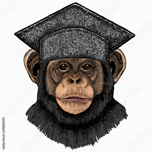 Vector chimpanzee portrait. Square academic cap, graduate cap, cap, mortarboard. Ape head, monkey face.