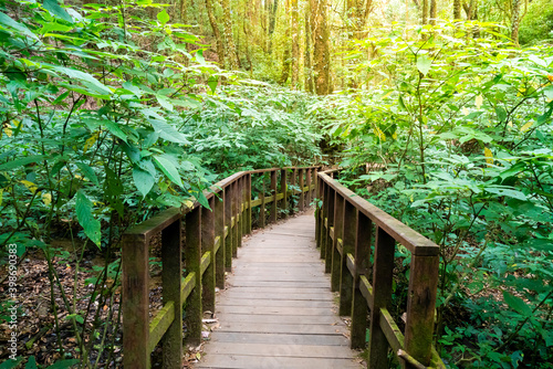 wood bridge in the forest