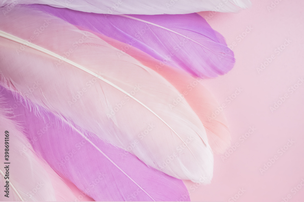 Pink feathers on pastel background.