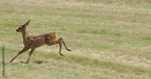 Young roe deer running field, Compton Abbas, Dorset, UK photo